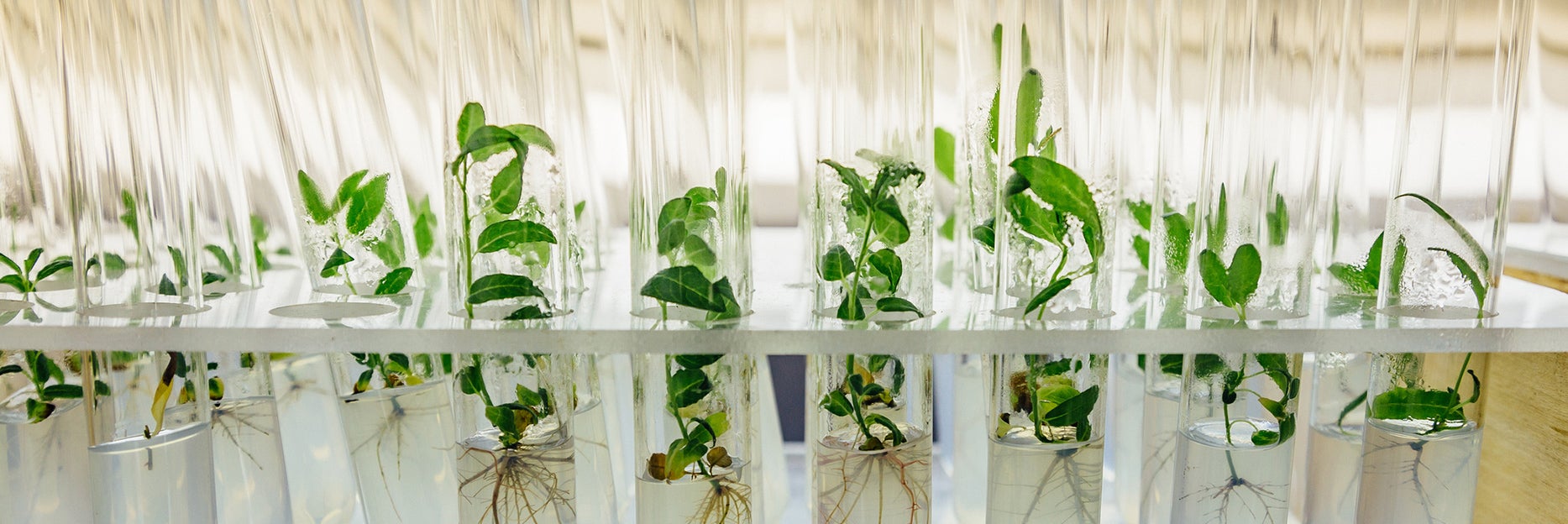 plant samples in test tubes (c) iStock