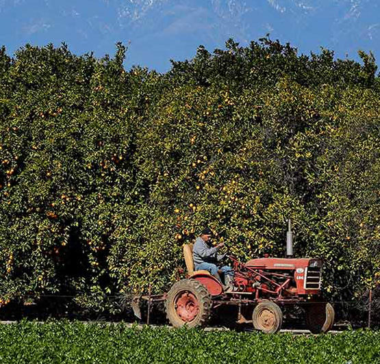 Tractor in front of citrus trees (c) UCR / Stan Lim