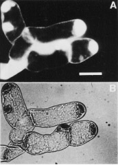 Micrographs