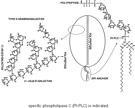 Structural Model