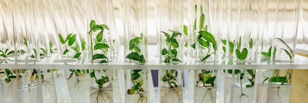 iStock-Plant Biology Lab Tubes