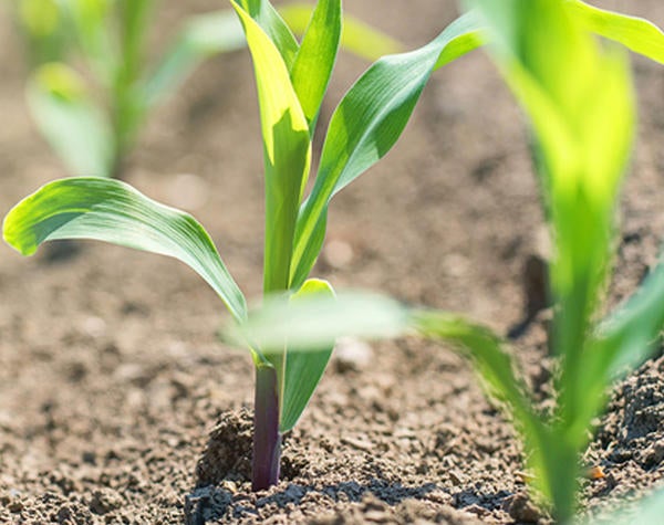 young corn seedlings in field (c) iStock