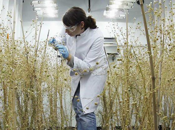Botanist Treating Plants