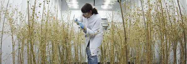 Botanist Treating Plants