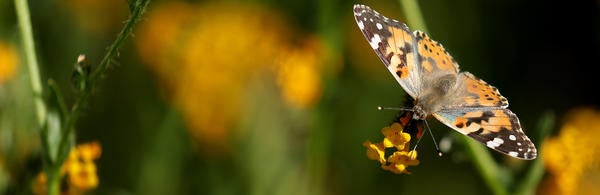 Close up on Butterfly 