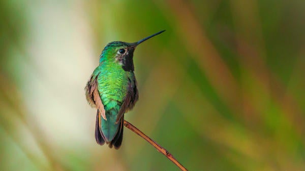 Anna's hummingbird firs mohican (c) unsplash