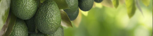 Avocado Tree