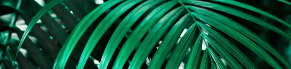 palm leaf (c) Mona Eendra unsplash