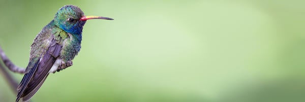 Humming Bird - Unslpash