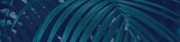 palm leaf