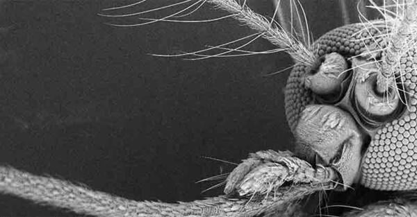 Aedes