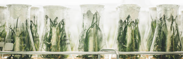 glass beakers with plants inside (c) Chuttersnap unsplash