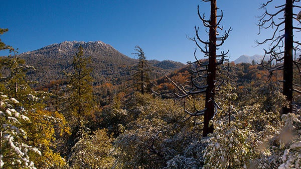 Mountain and pines with snow (c) Lobsang Wangdu