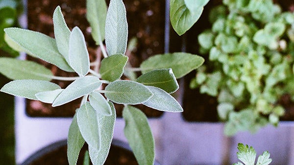 Potted herbs (c) Matt Montgomery unsplash