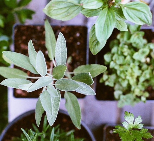 potted herbs (c) Matt Montgomery unsplash