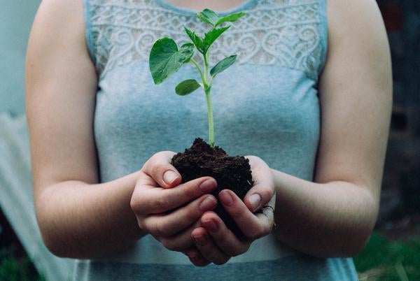 hands holding seedling (c) Nikola Jovanovic unsplash