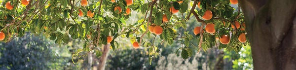 orange tree (c) UCR 