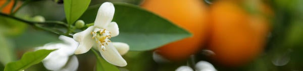 orange blossom and citrus in the tree (c) UCR / Stan Lim