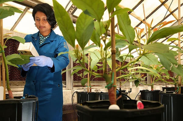 student sampling soil of plants in greenhouse (c) UCR