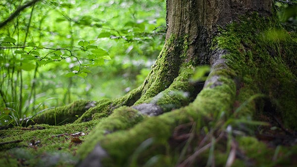 old growth tree trunk with moss in the forest