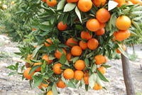 fruit cluster on DaisySL tree