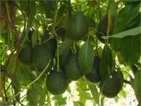 GEM avocados on tree