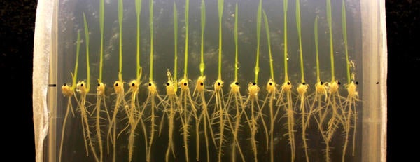 Rice Seedlings