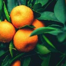 citrus