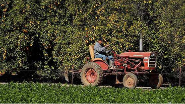 Agricultural operations tractor in front of orange trees (c) UCR / Stan Lim