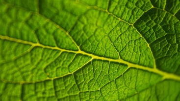 leaf close-up (c) unsplash