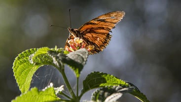 butterfly on plant (c) unsplash
