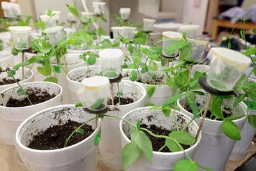 seedlings in cups (c) UCR / CNAS