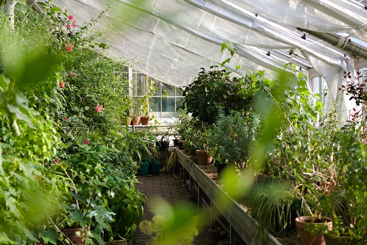 greenhouse with plants (c) Peter Ivey Hansen unsplash