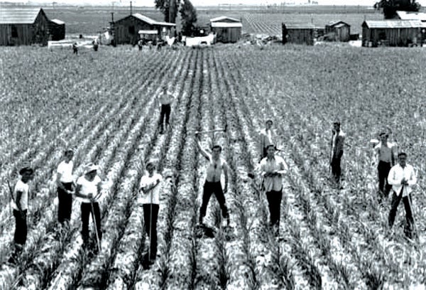 WWII garlic field (c) UCR / CNAS