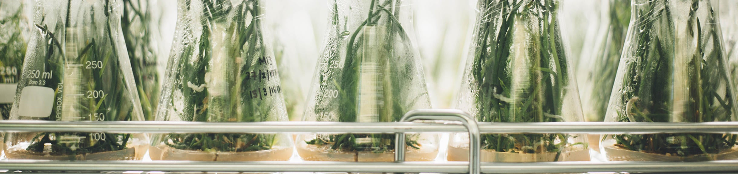 Glass beakers with plants inside on a shelf (c) Chuttersnap unsplash