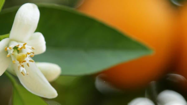 orange blossom (c) UCR/Stan Lim